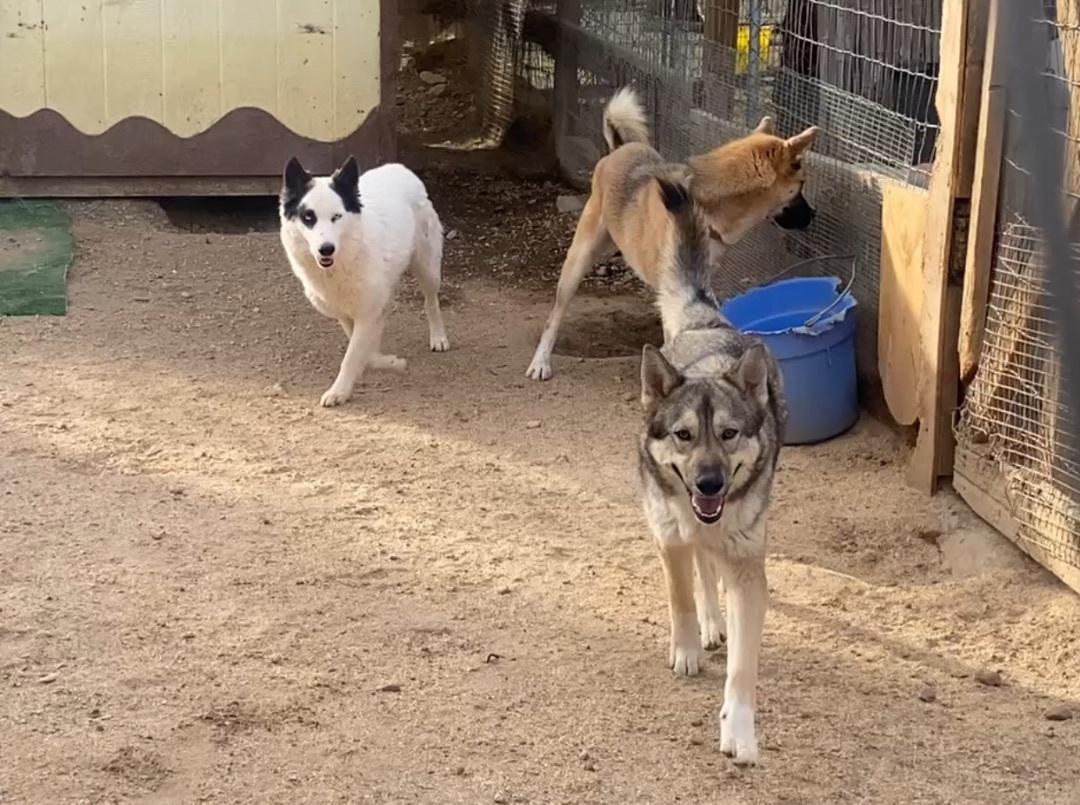 Awesome Courage Young