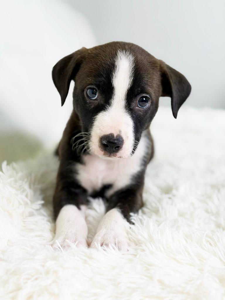 Cookie Litter Molasses