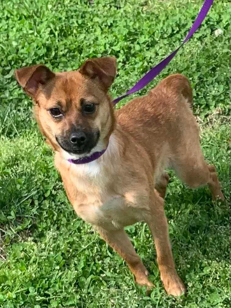 A baby small-sized female Red / Chestnut / Orange Chihuahua dog named Rosalee for adoption in Zuni, VA