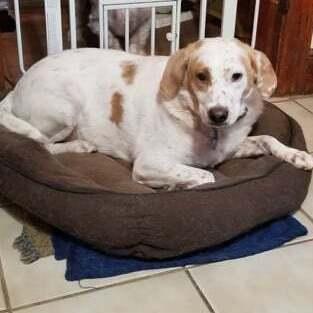 An adult medium-sized female White / Cream Pointer dog named Lyla for adoption in Milford, CT