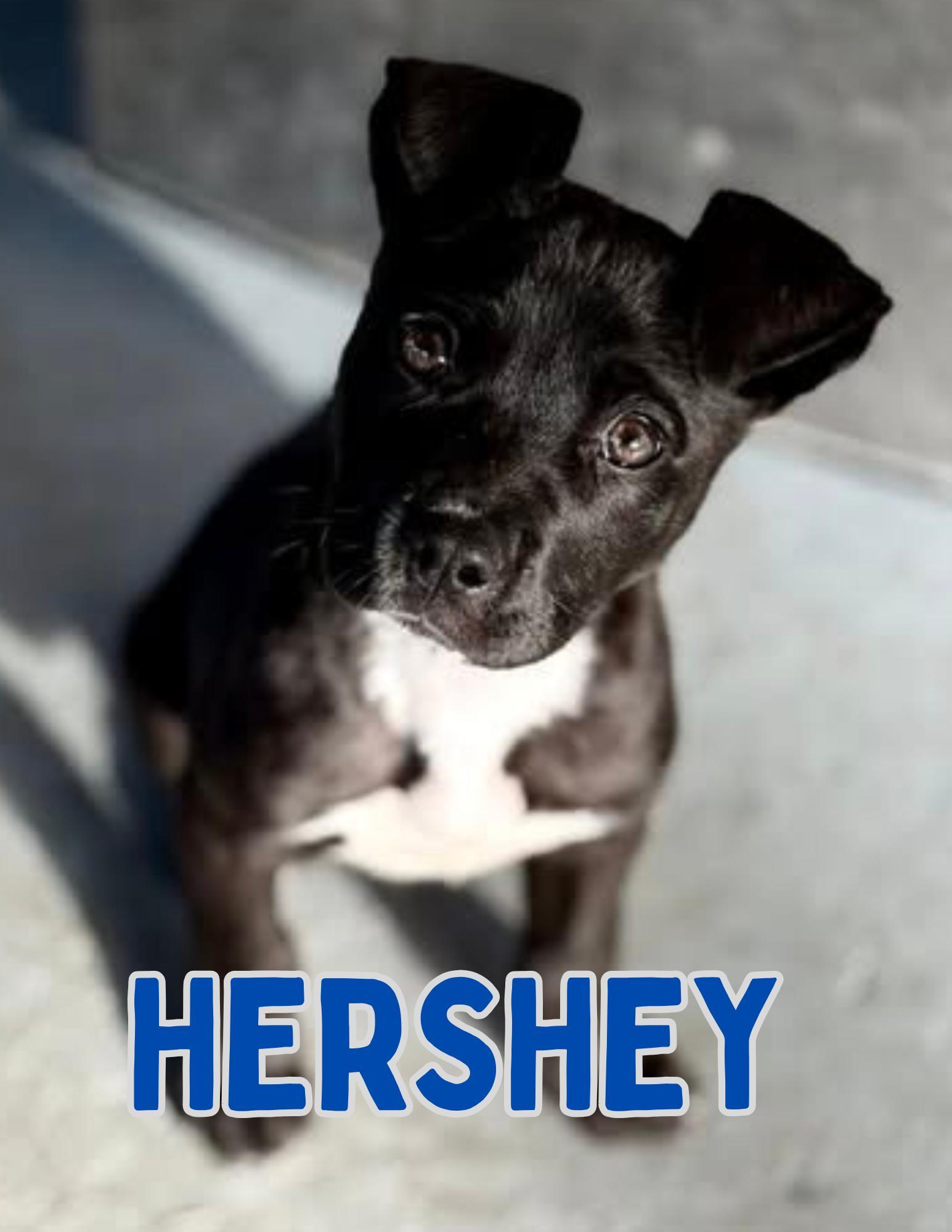 Hershey