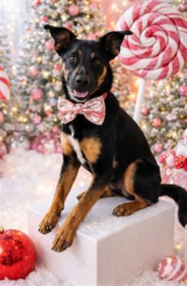 Buddy Urgent! Longtime