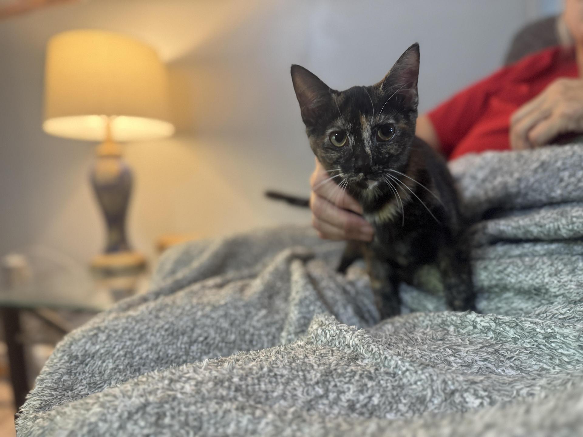 A young small-sized female Tortoiseshell Domestic Short Hair cat named Spice Transport for adoption in Gradyville, KY