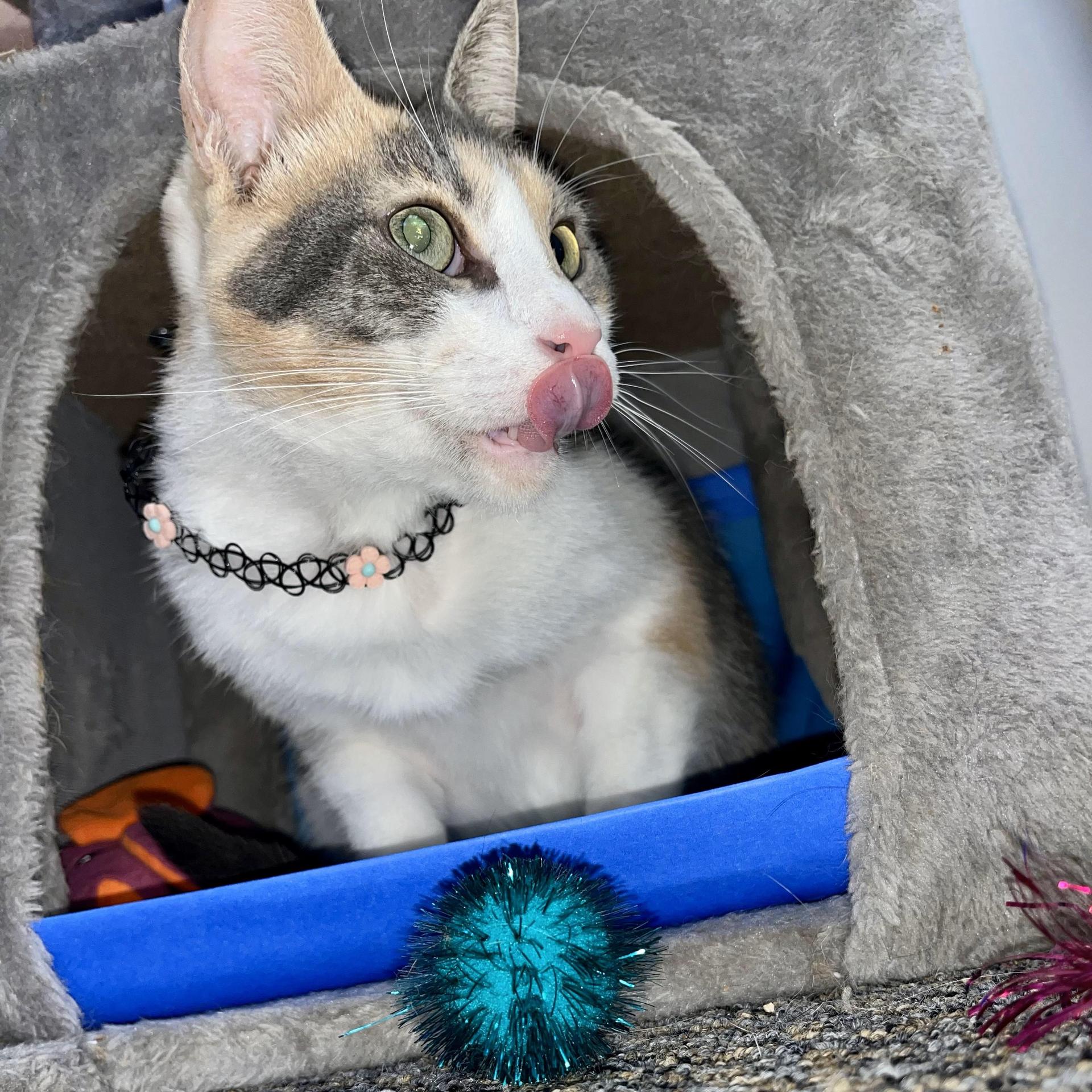 An adult large-sized female Blue Cream Domestic Short Hair cat named Tsunami for adoption in angleton, TX