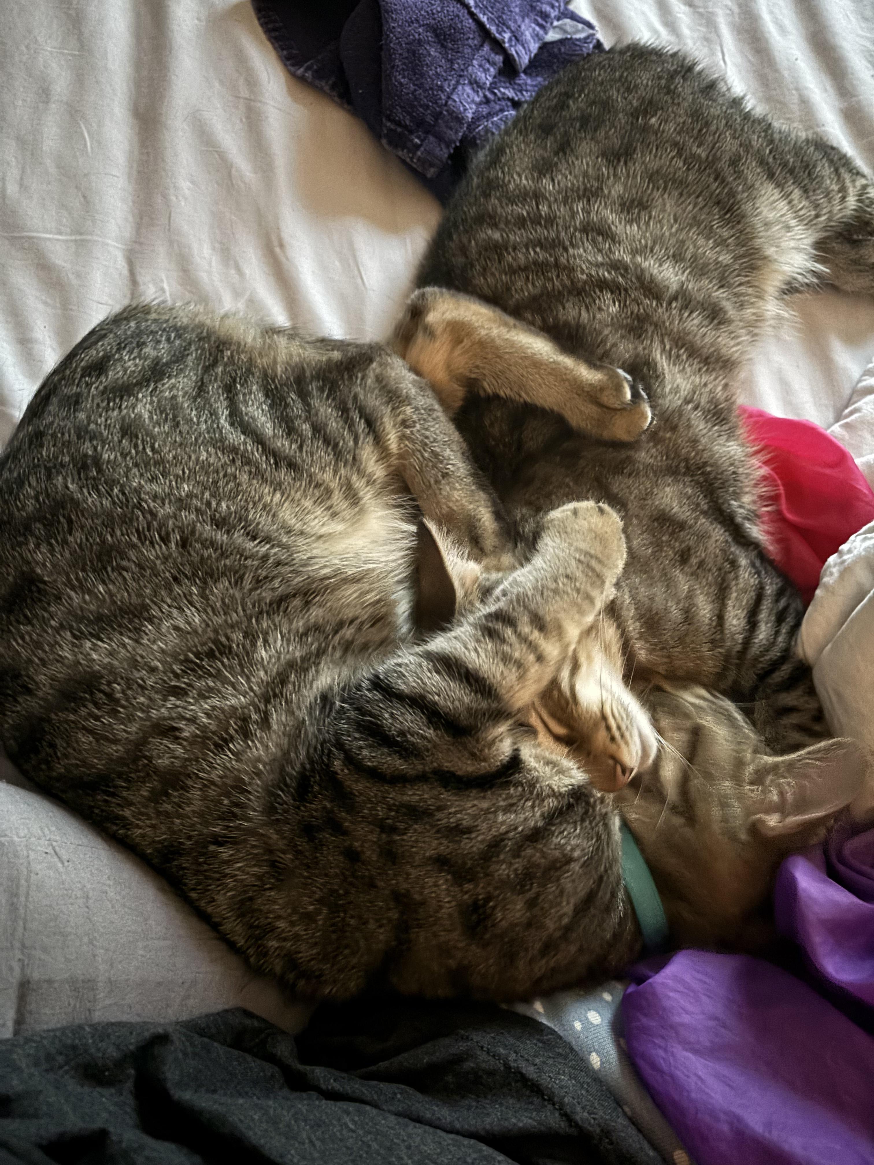 Hansel And Gretel photo 1