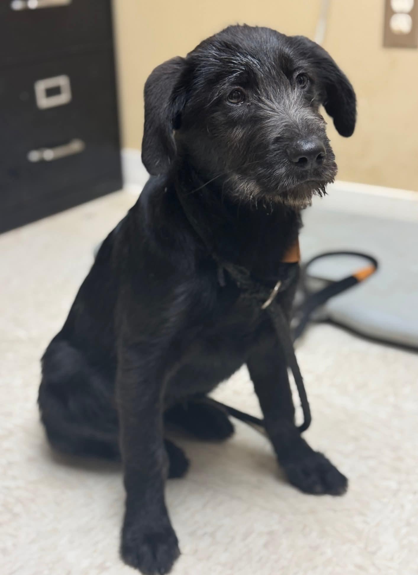 A young medium-sized female Black Mixed Breed dog named Peppy for adoption in Sumter, SC