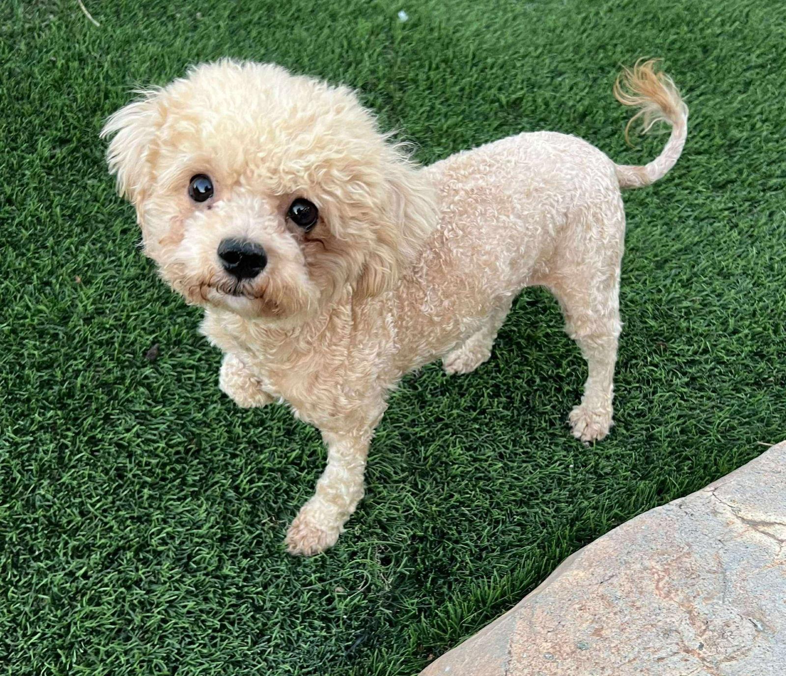 An adult small-sized female Poodle dog named Solei for adoption in Bothell, WA