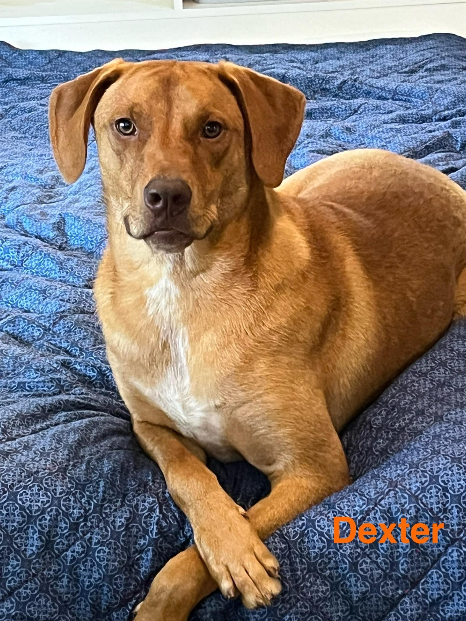 Dexter