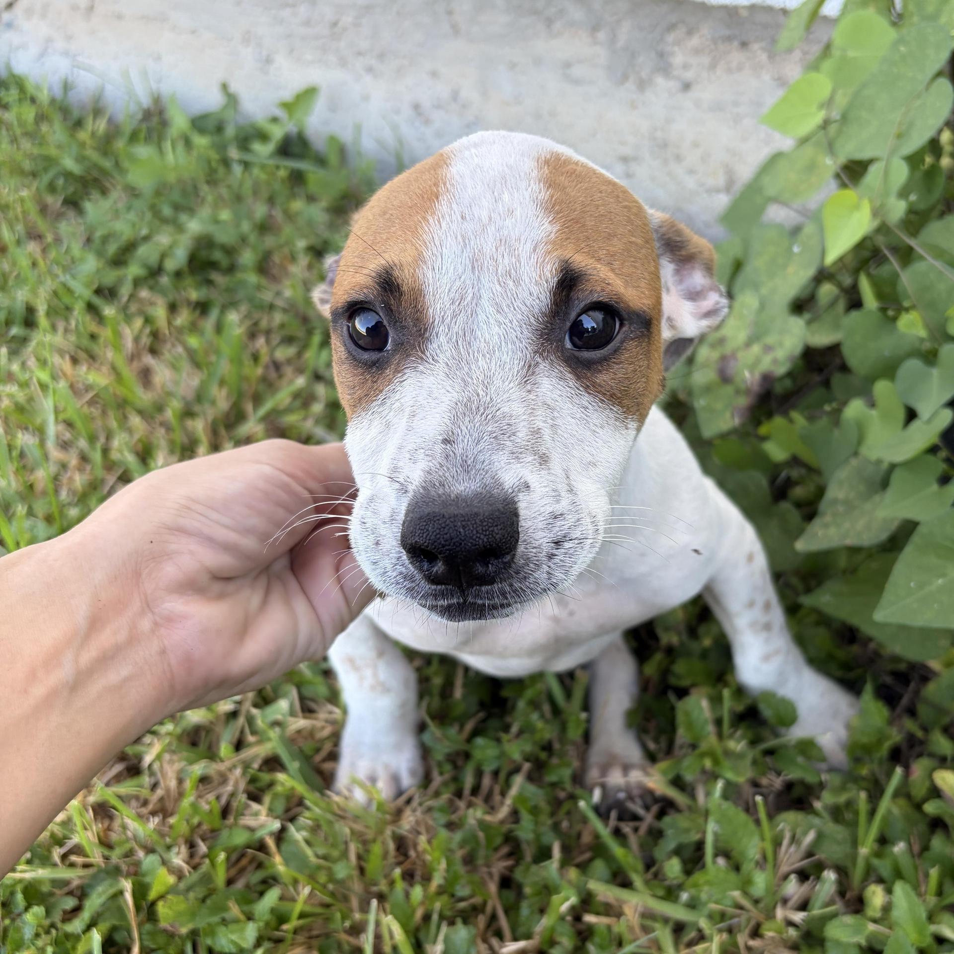 A baby medium-sized male Terrier dog named Crew The Broken Pup for adoption in Harlingen, TX