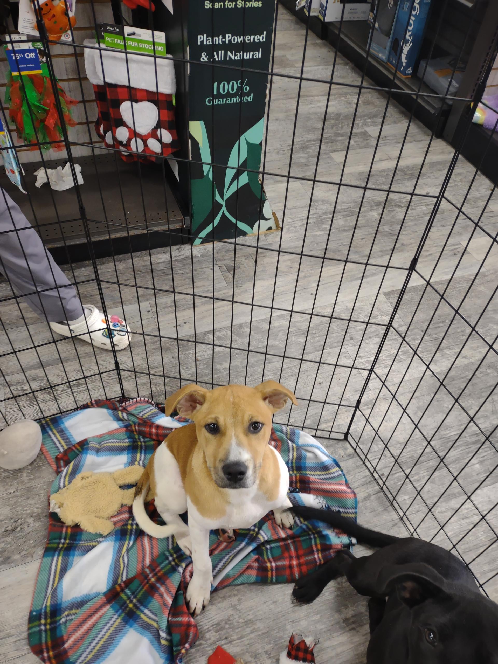 A young medium-sized male Beagle dog named Max for adoption in Panama City, FL