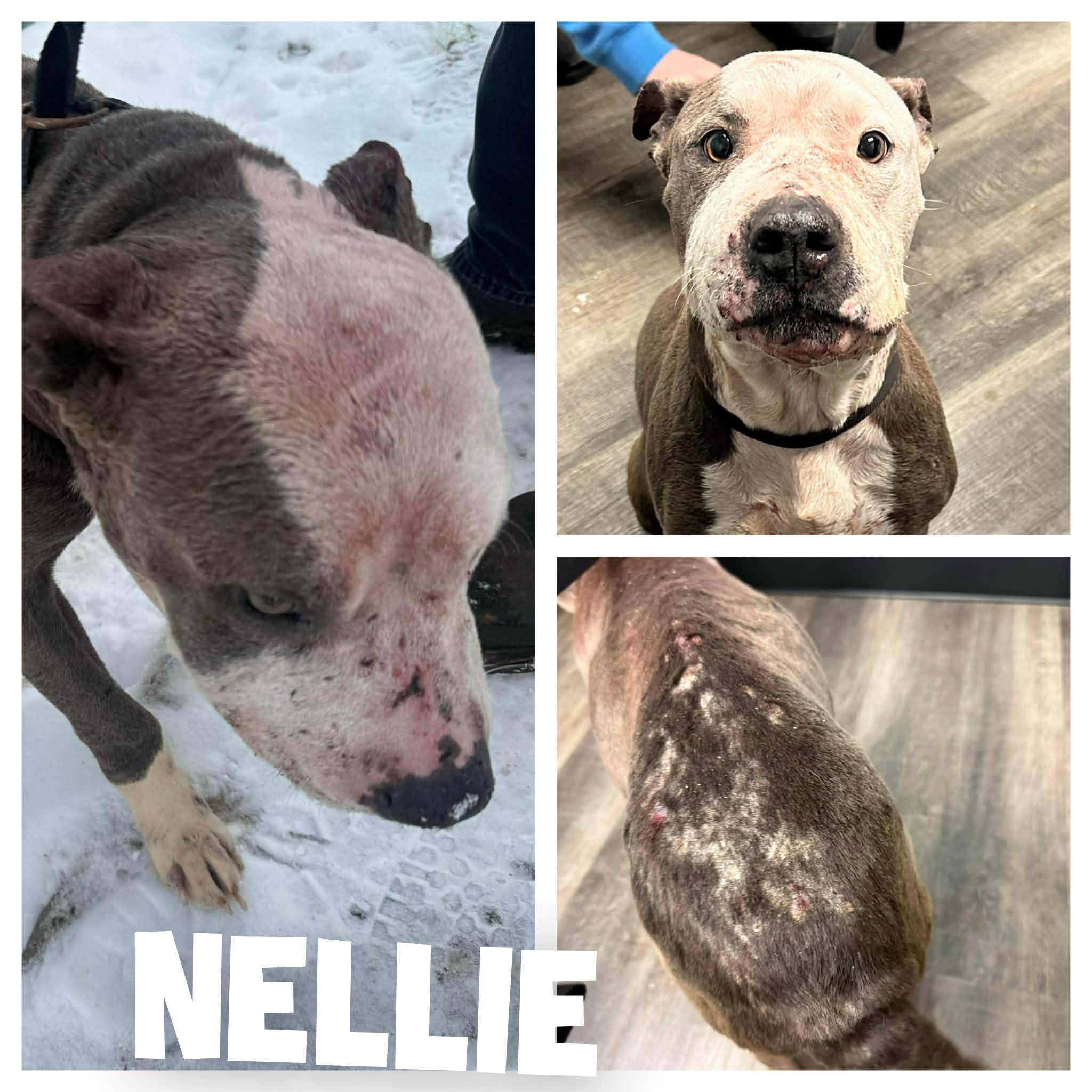 Nellie