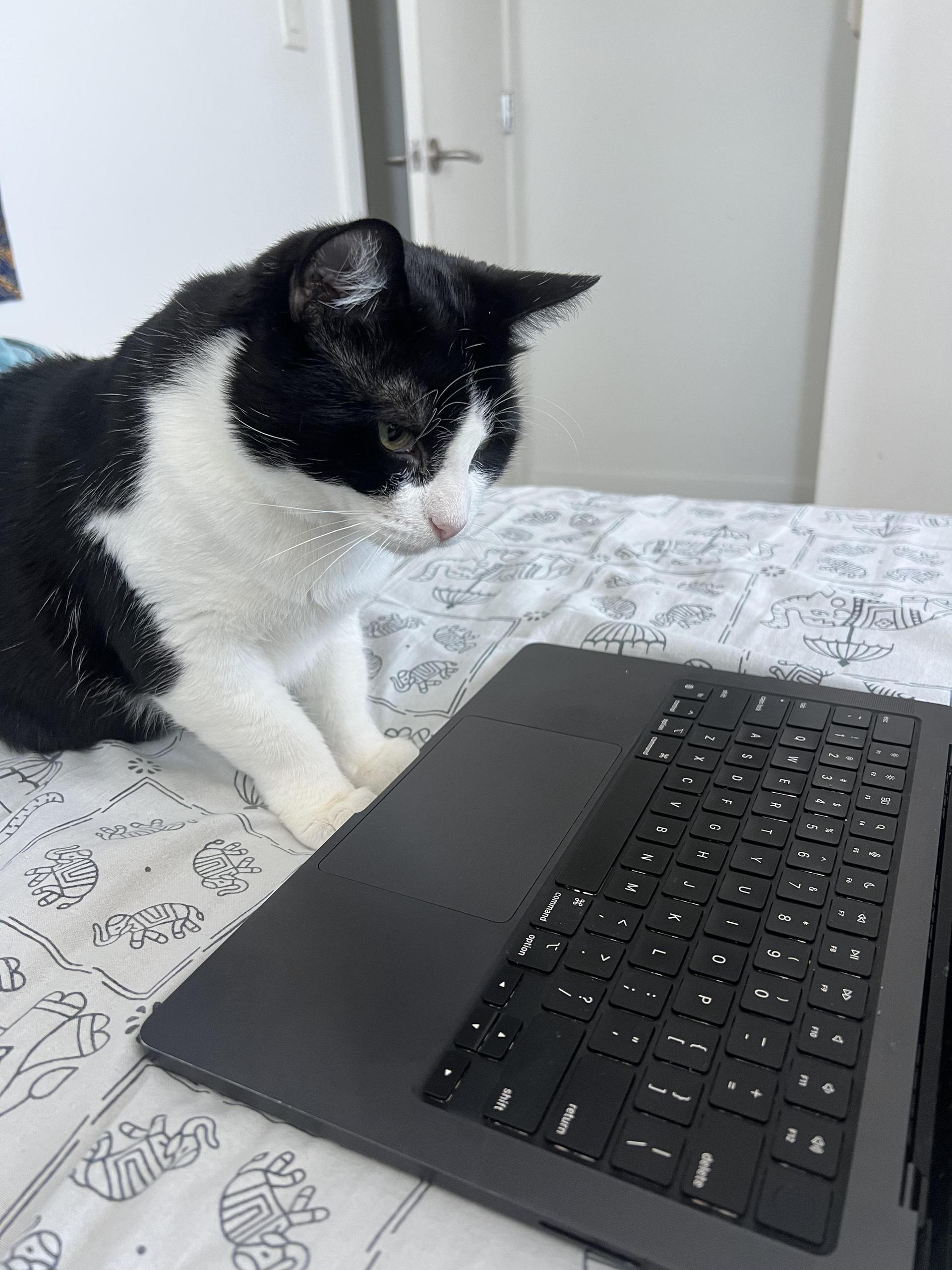 An adult medium-sized female Black & White / Tuxedo Domestic Short Hair cat named Ellie for adoption in San Francisco, CA