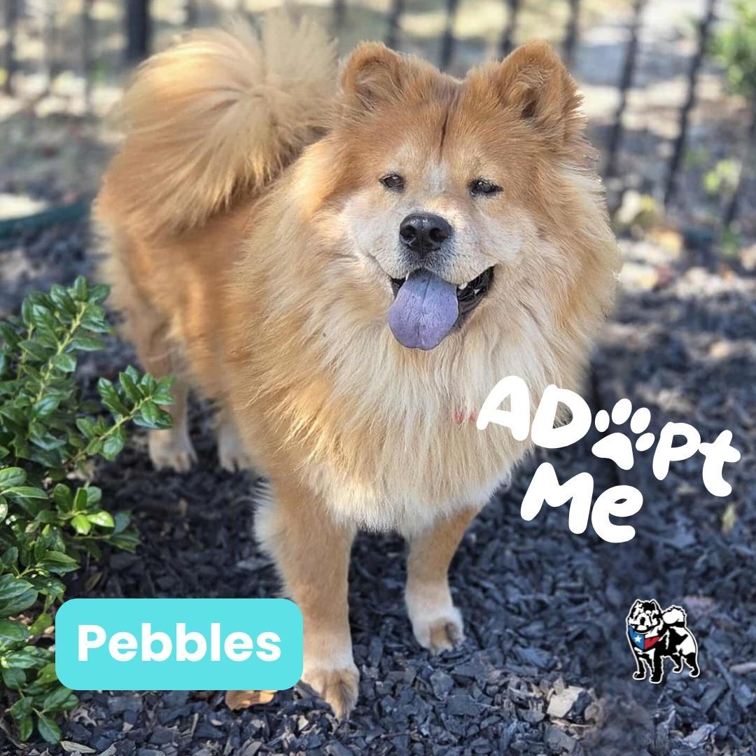 Pebbles Aka Cookie