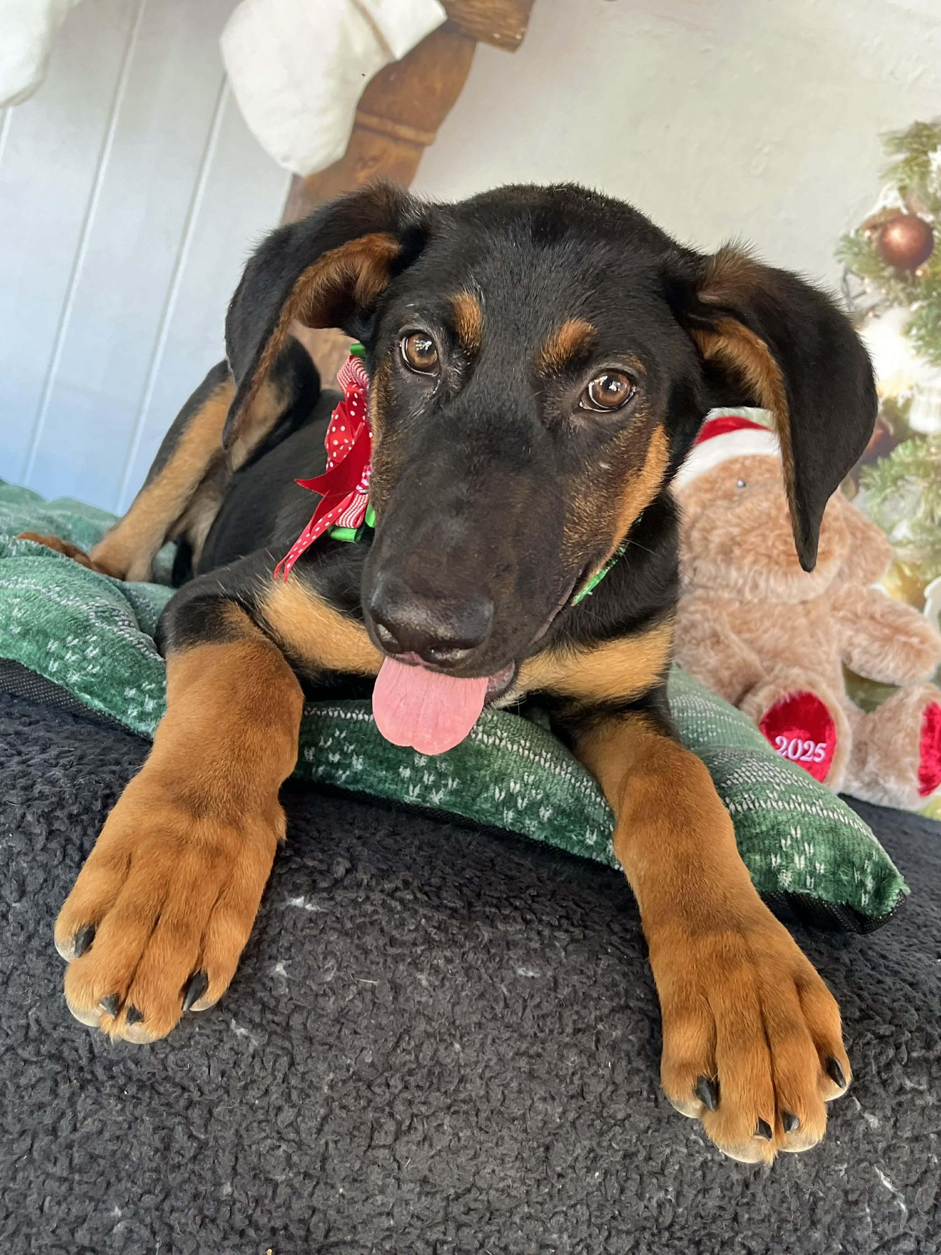 A baby large-sized male Black Shepherd dog named Denmark for adoption in Pearland, TX