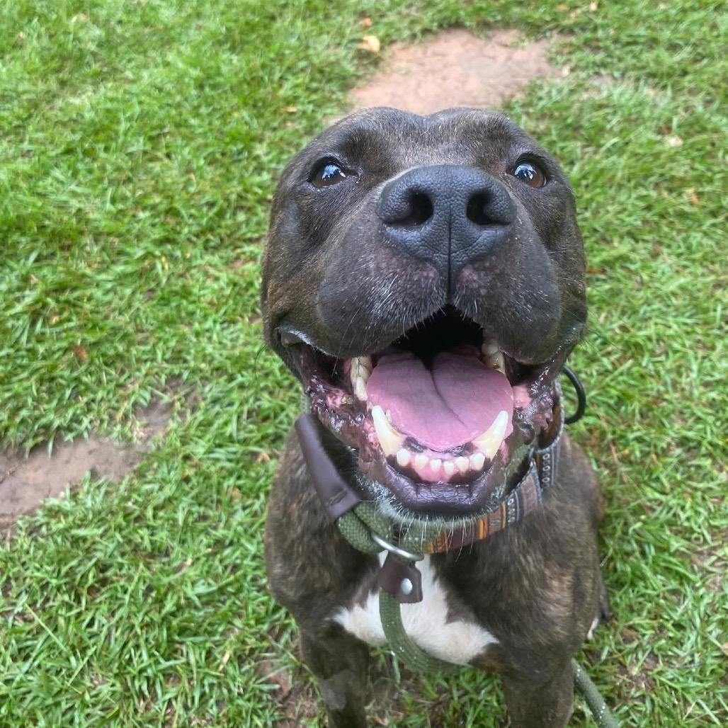An adult medium-sized male Black Mixed Breed dog named Sprite for adoption in Alabaster, AL