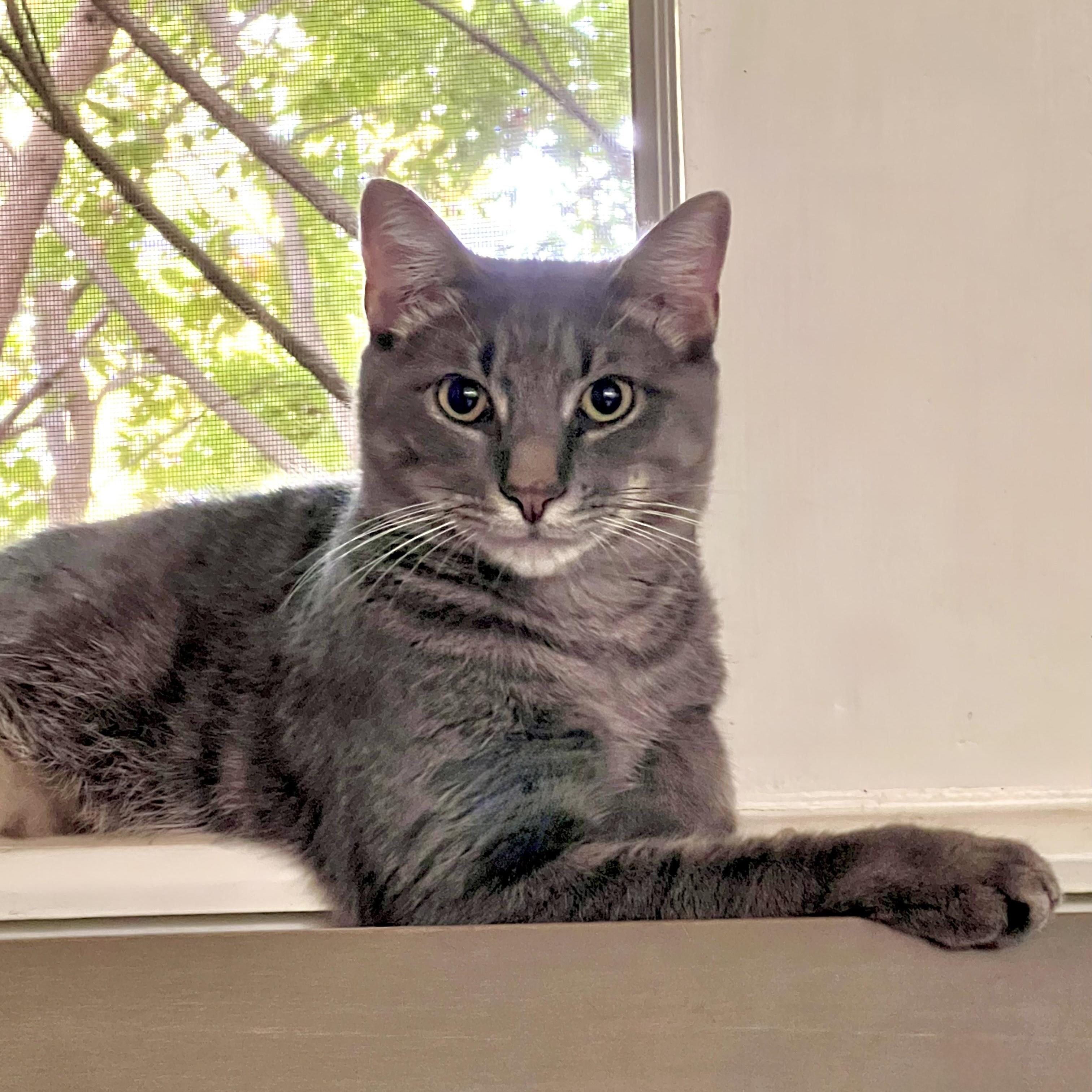 Toby The Hemingway Cat