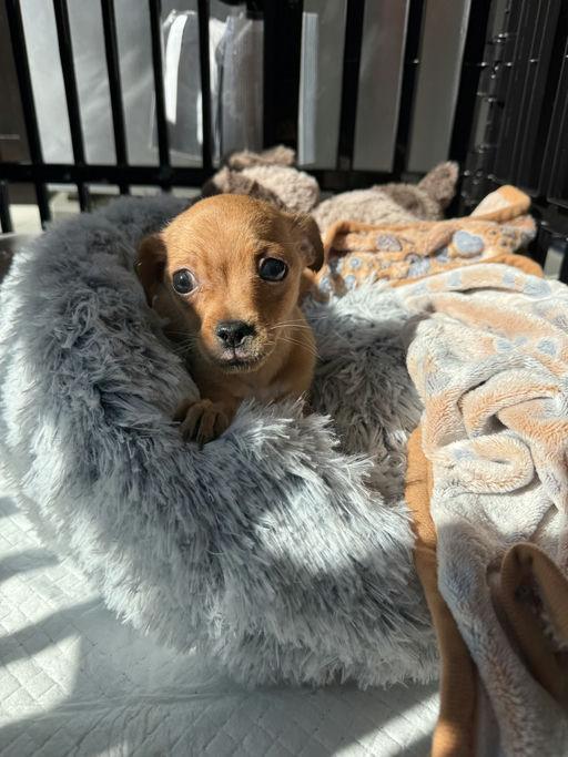 A baby small-sized male Chihuahua dog named Knox for adoption in Los Angeles, CA