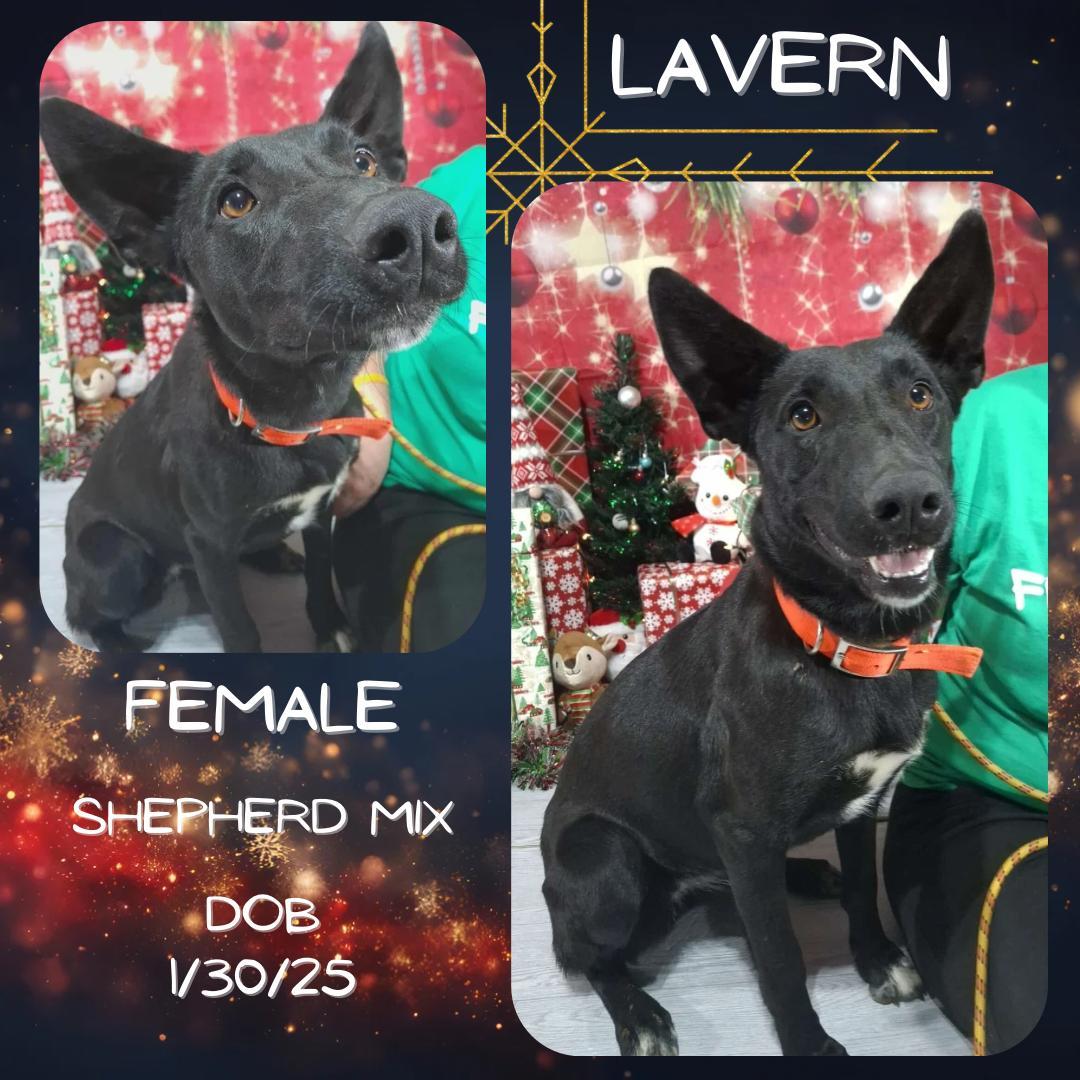 A young medium-sized female Black Shepherd dog named Lavern for adoption in Caldwell, TX