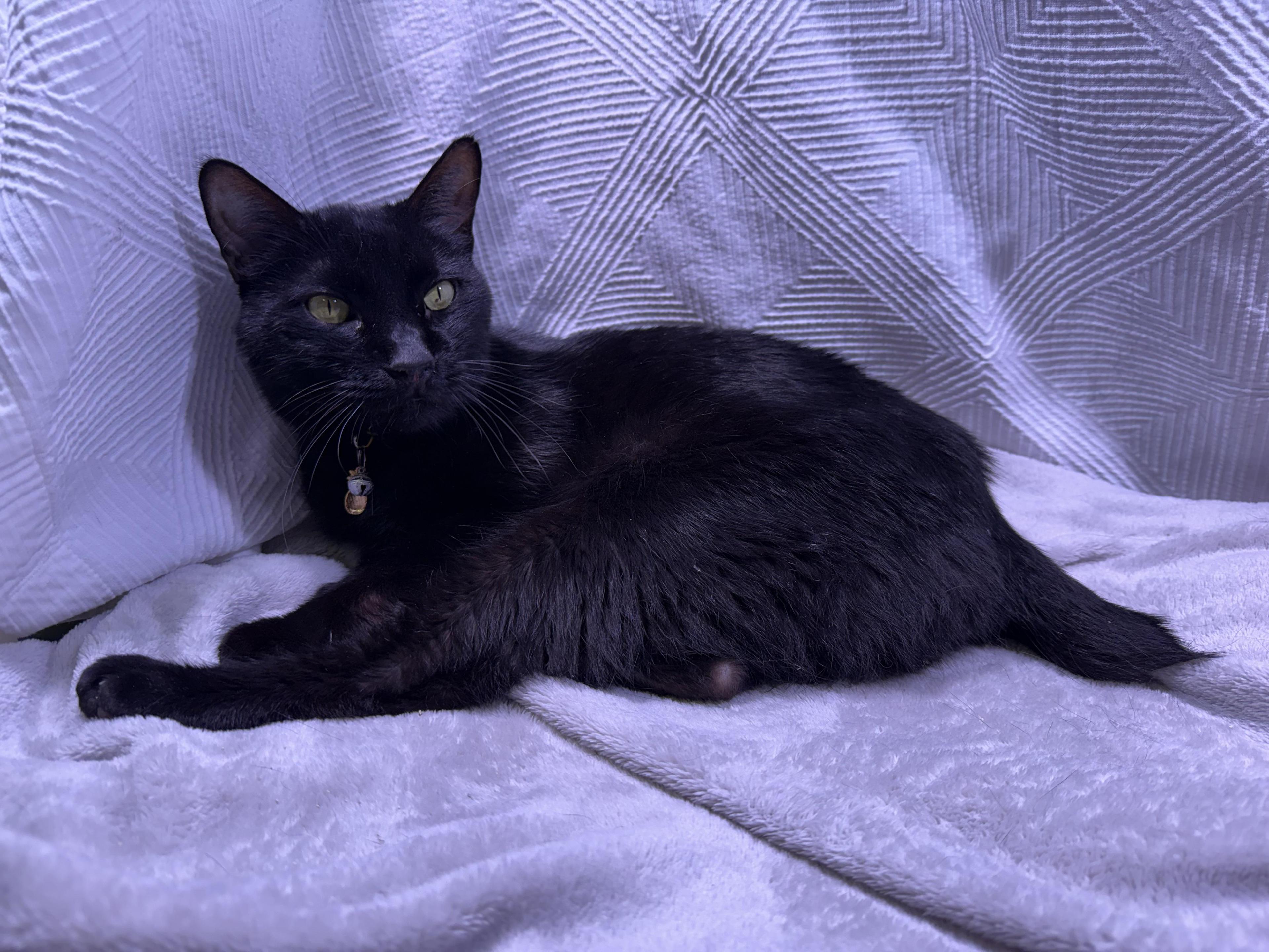 Tinker The Toothless