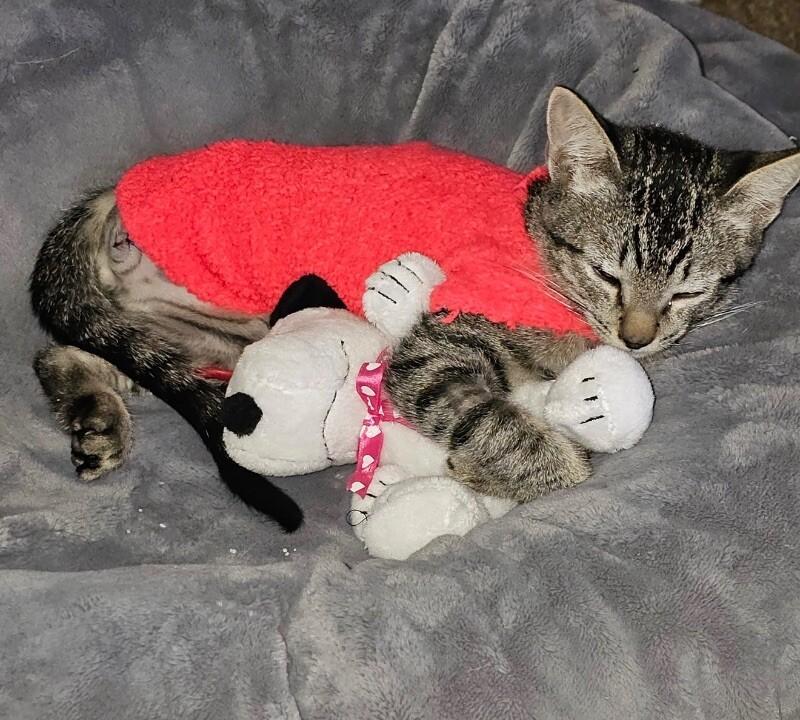 Bread Pudding Bonded With