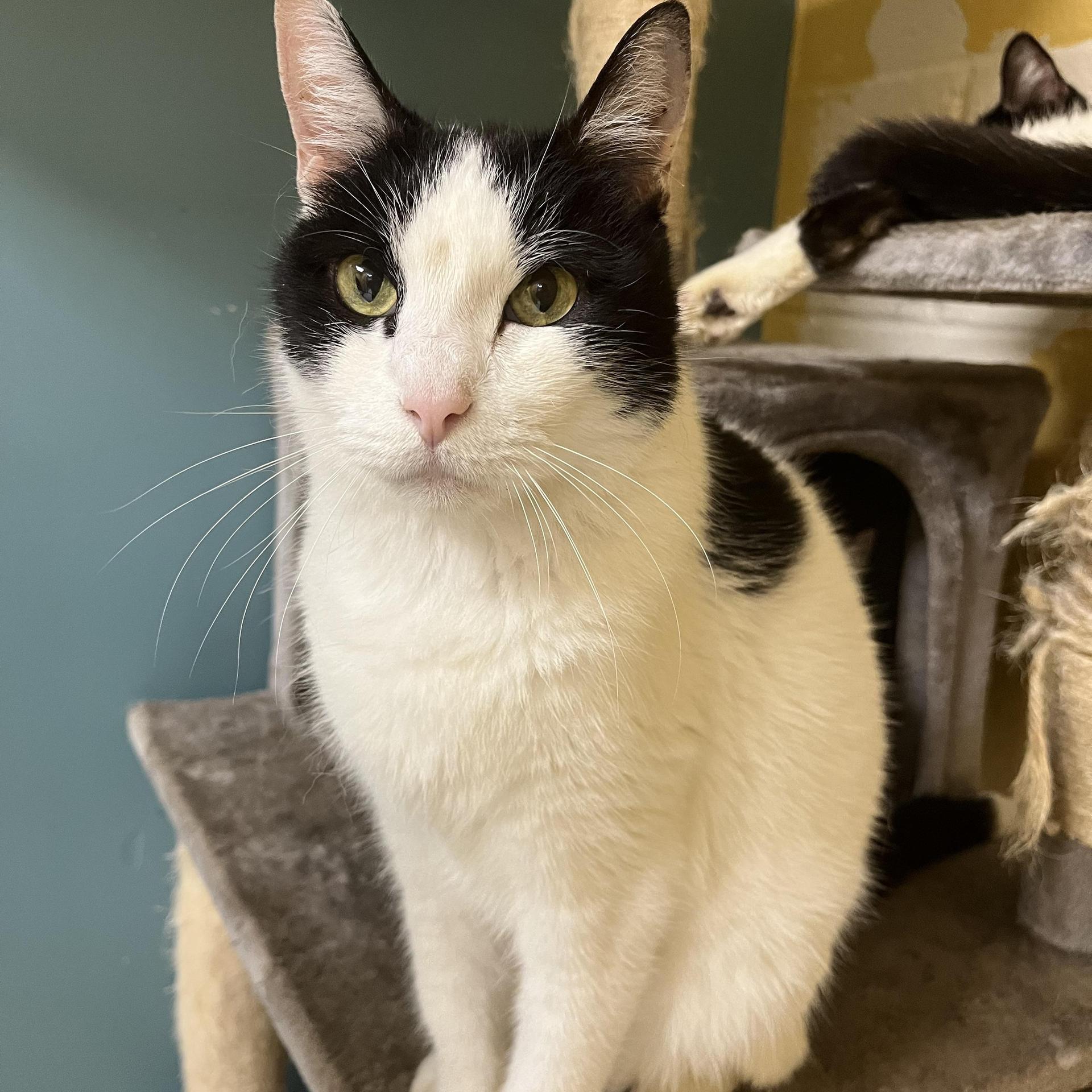 An adult medium-sized male Domestic Medium Hair cat named Manta Ray for adoption in angleton, TX