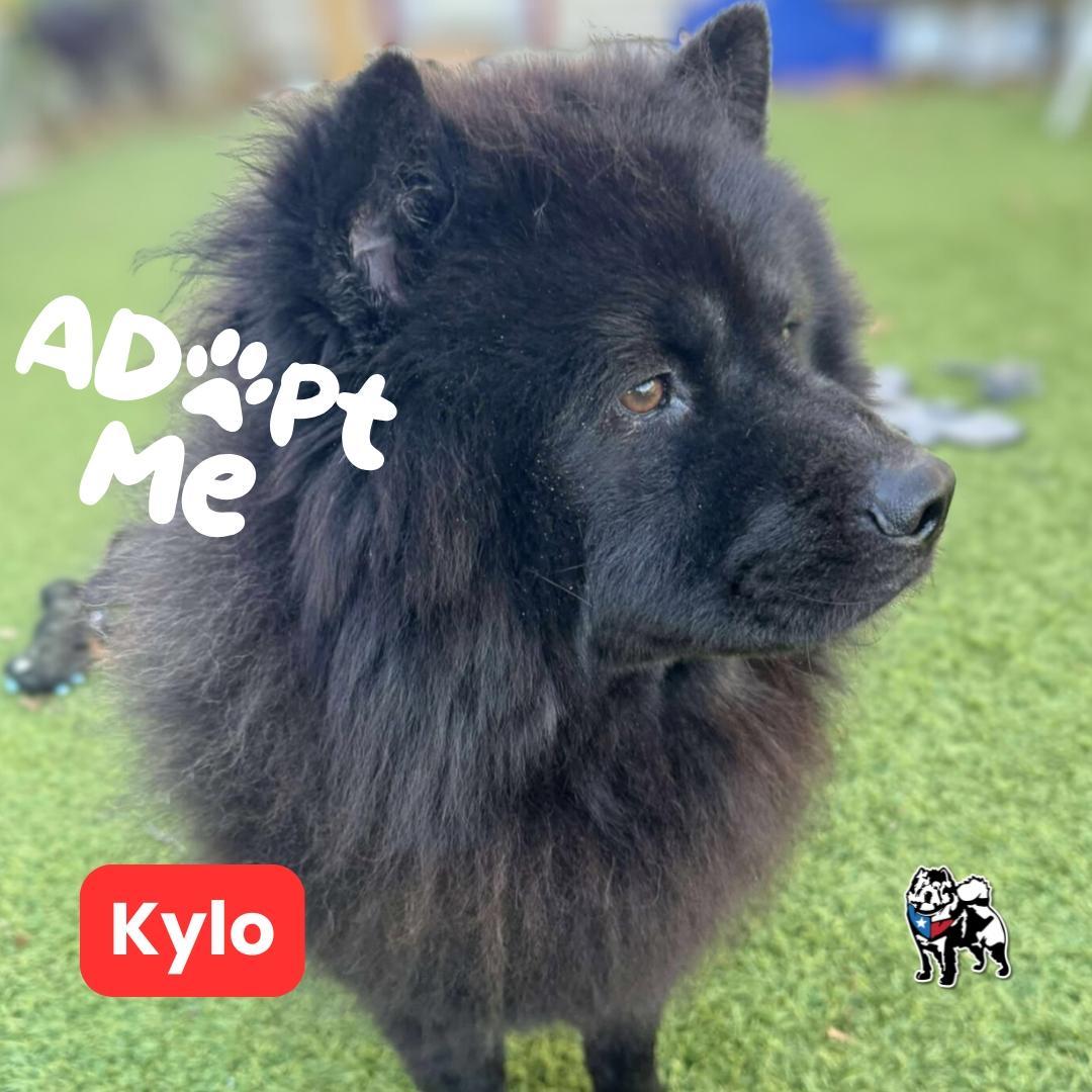 A young medium-sized male Black Chow Chow dog named Kylo for adoption in Houston, TX