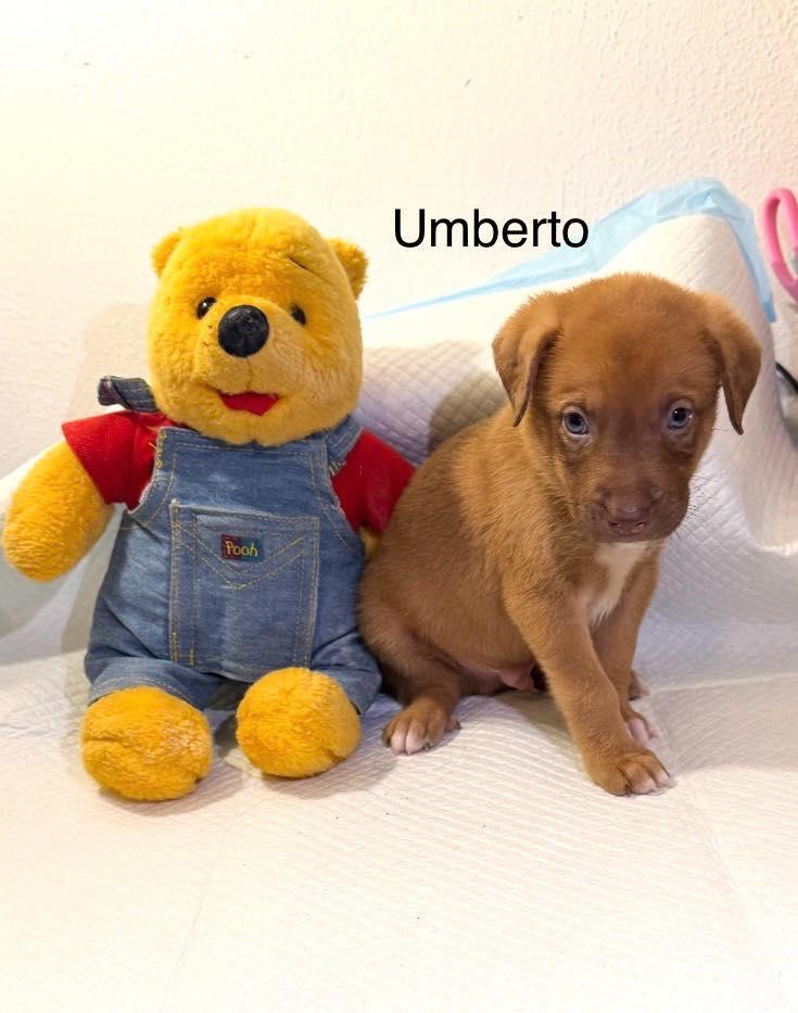 A baby medium-sized male Mixed Breed dog named Umberto for adoption in Allen, TX