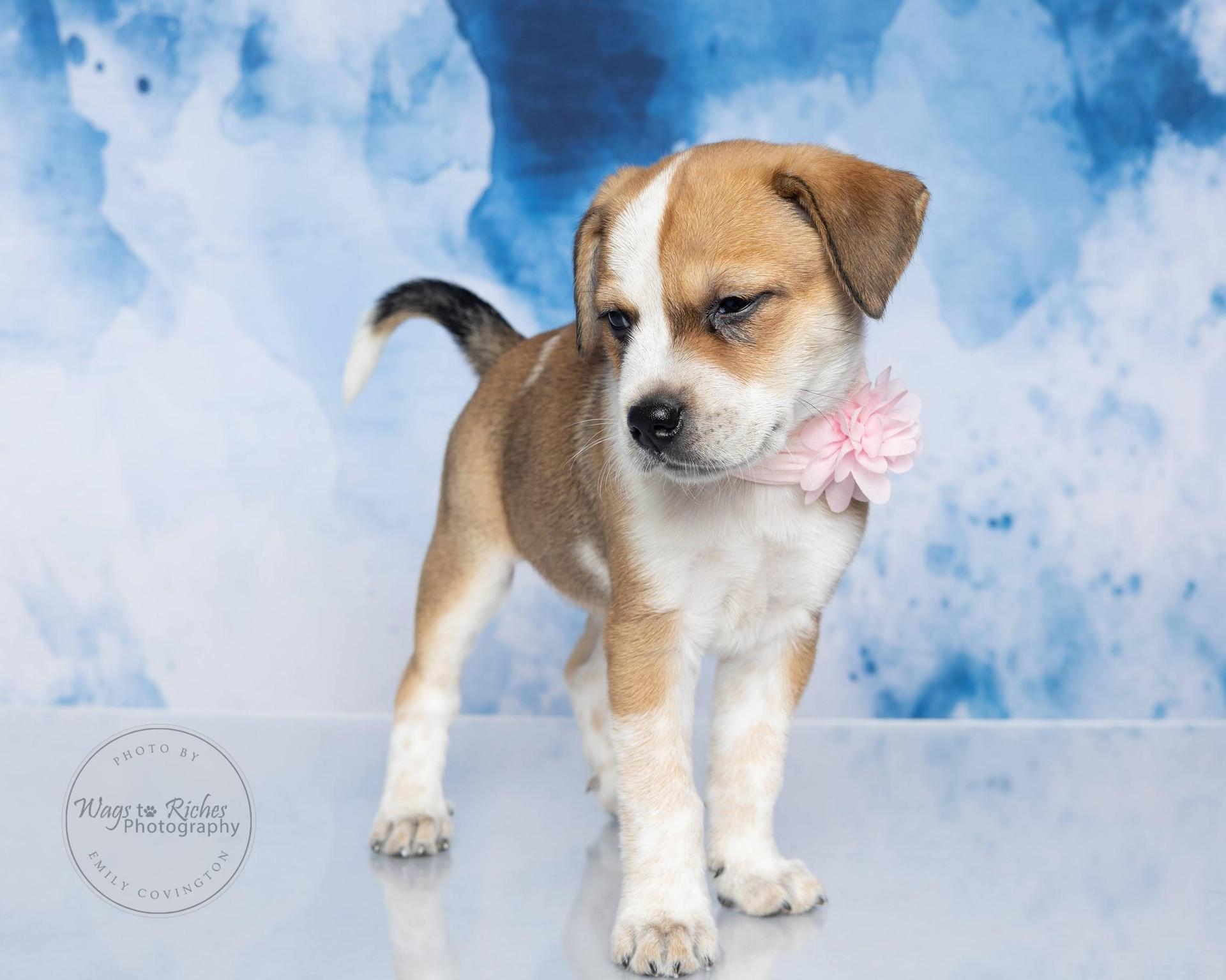 A baby small-sized female Golden Rat Terrier dog named Darling for adoption in Tuscaloosa, AL