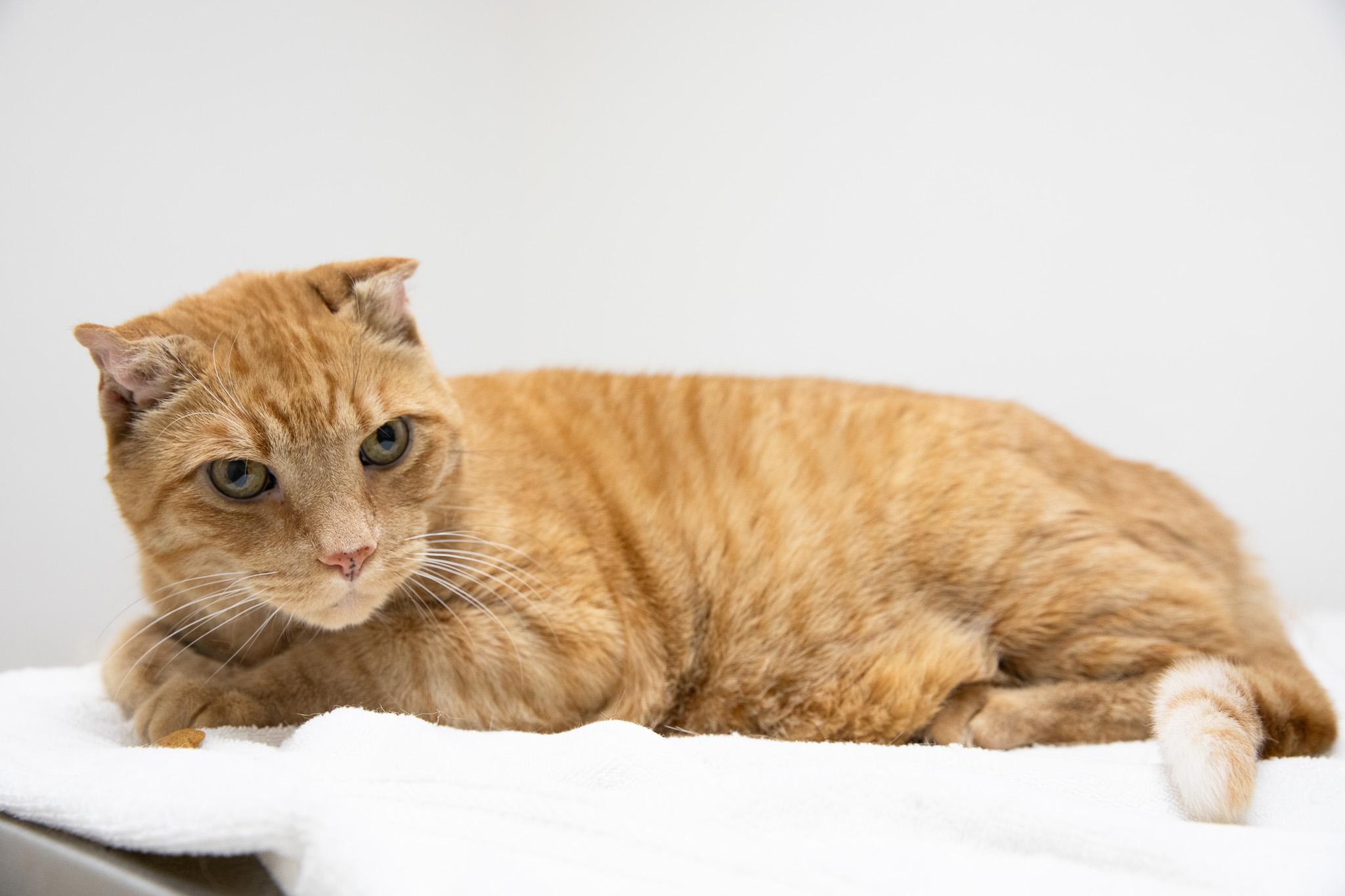 Sandy The Great Pumpkin