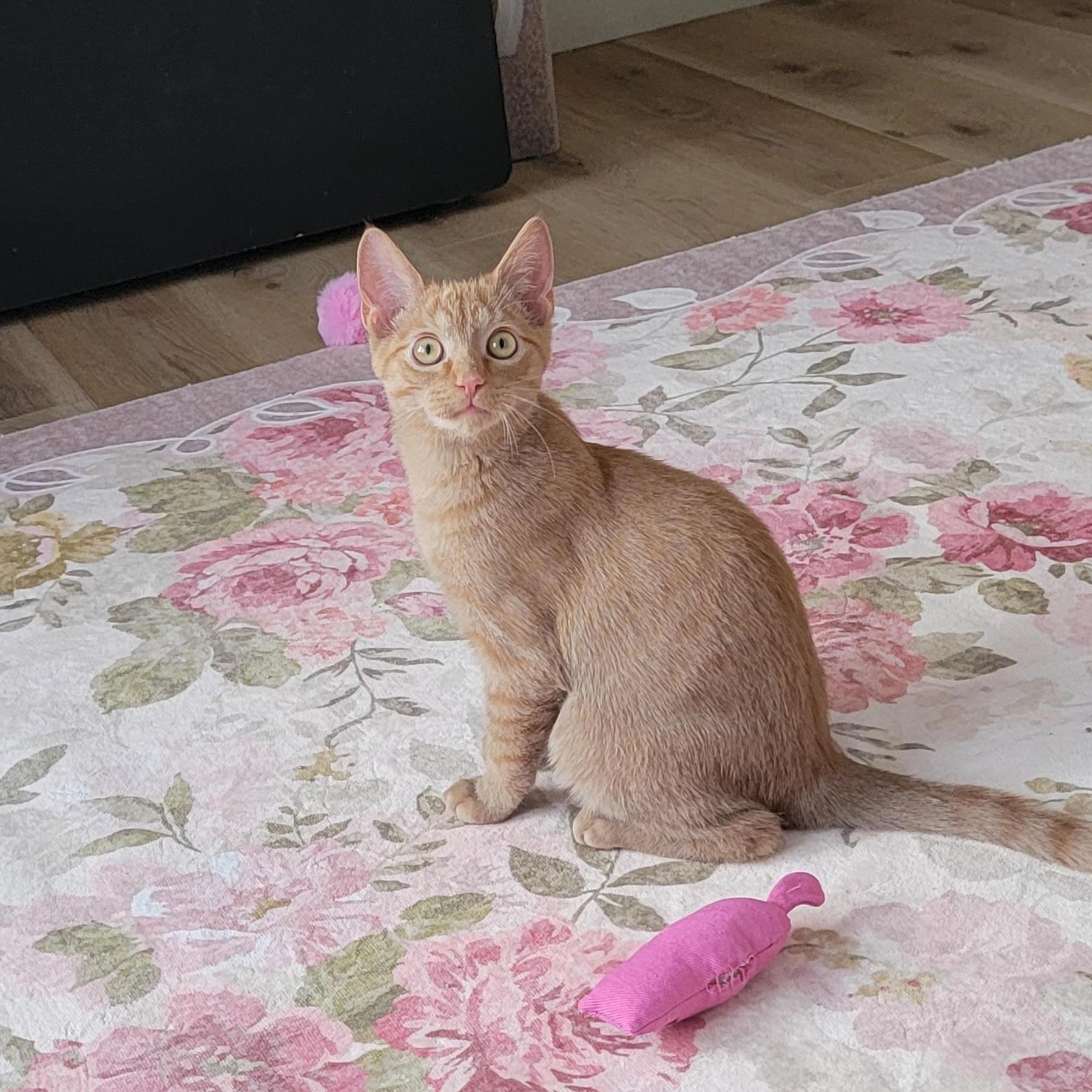 A baby medium-sized male Orange / Red Domestic Short Hair cat named Zagnut for adoption in Wyandotte, MI