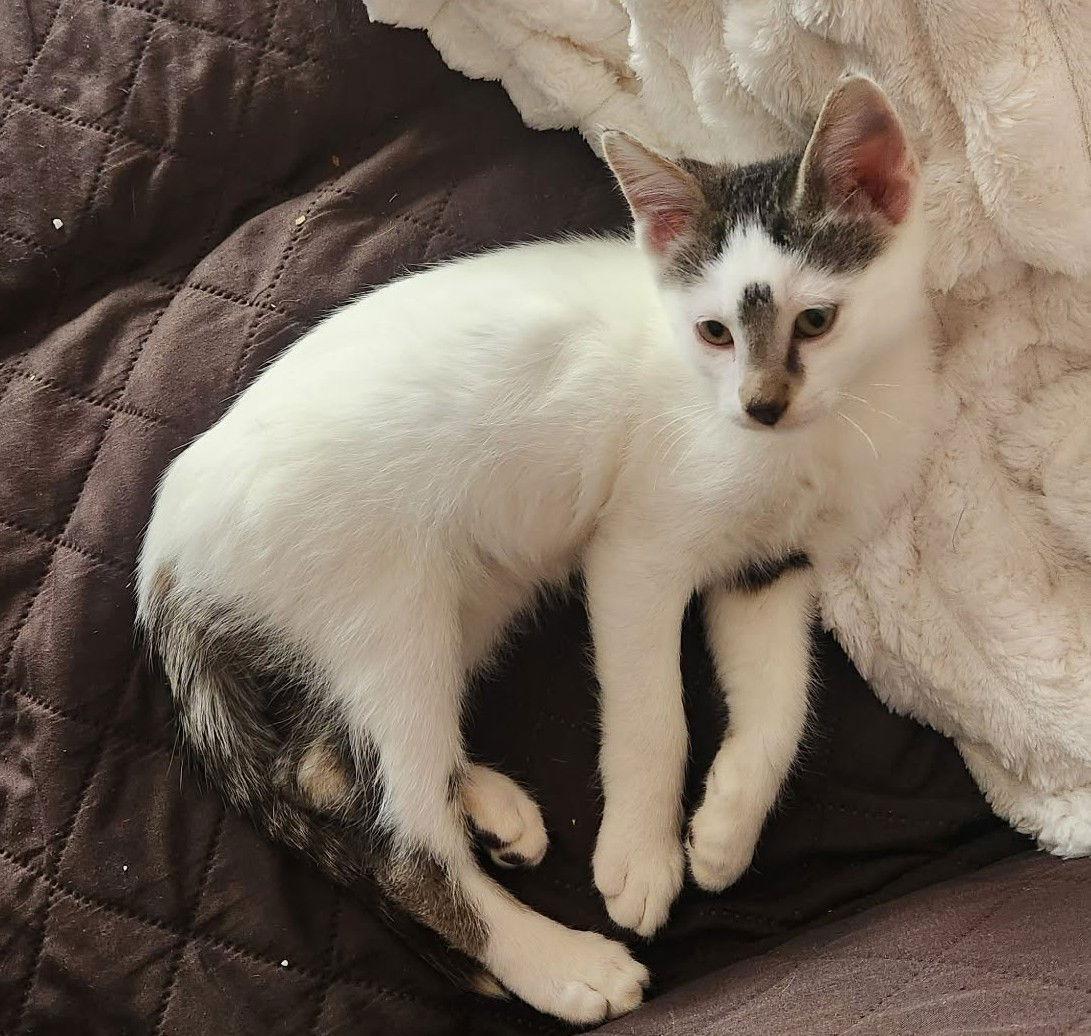 A young small-sized male Domestic Short Hair cat named Ketchup C for adoption in minneapolis, MN