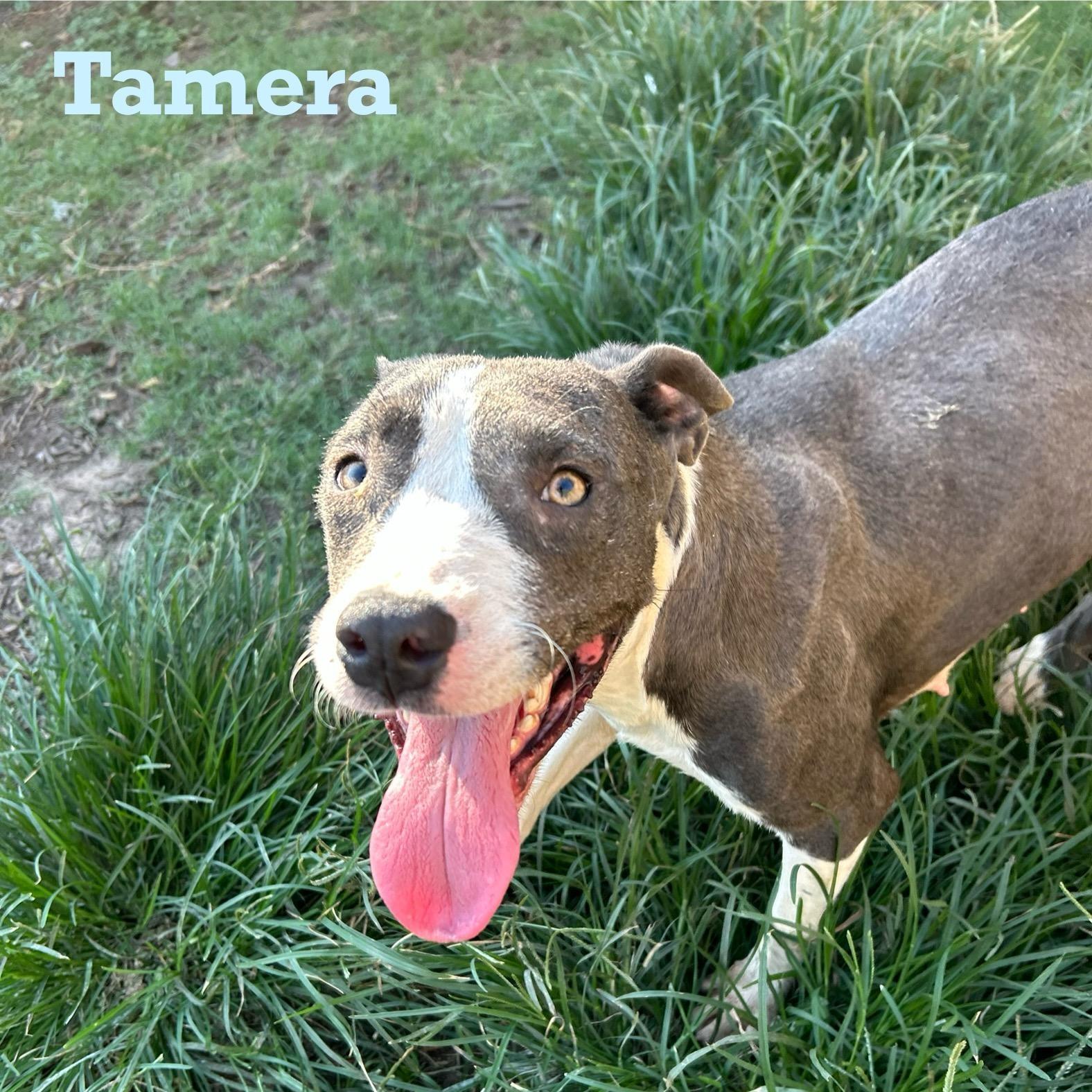 An adult medium-sized female Gray / Blue / Silver Pit Bull Terrier dog named Tamera for adoption in Pearland, TX