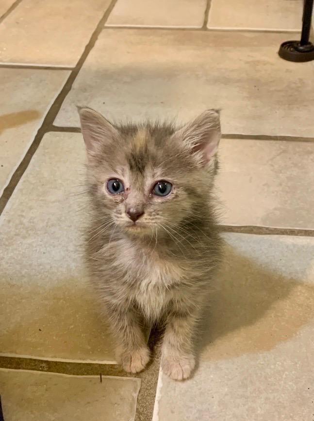 A baby medium-sized female Domestic Medium Hair cat named Lizzie for adoption in Danielsville, GA