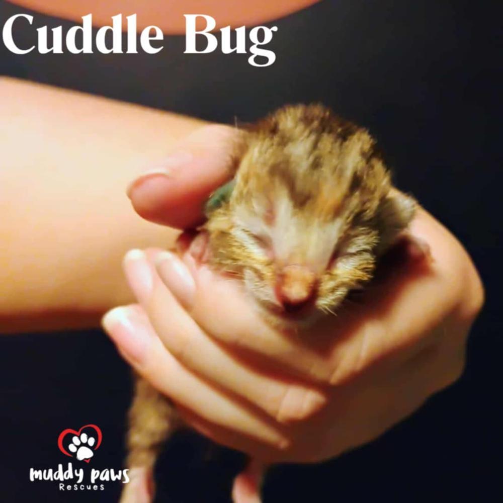 Buggies Litter: Cuddle