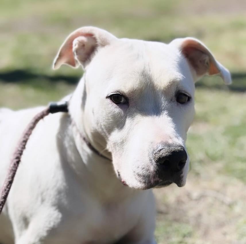 A young large-sized female White / Cream Pit Bull Terrier dog named Emmie for adoption in Zuni, VA