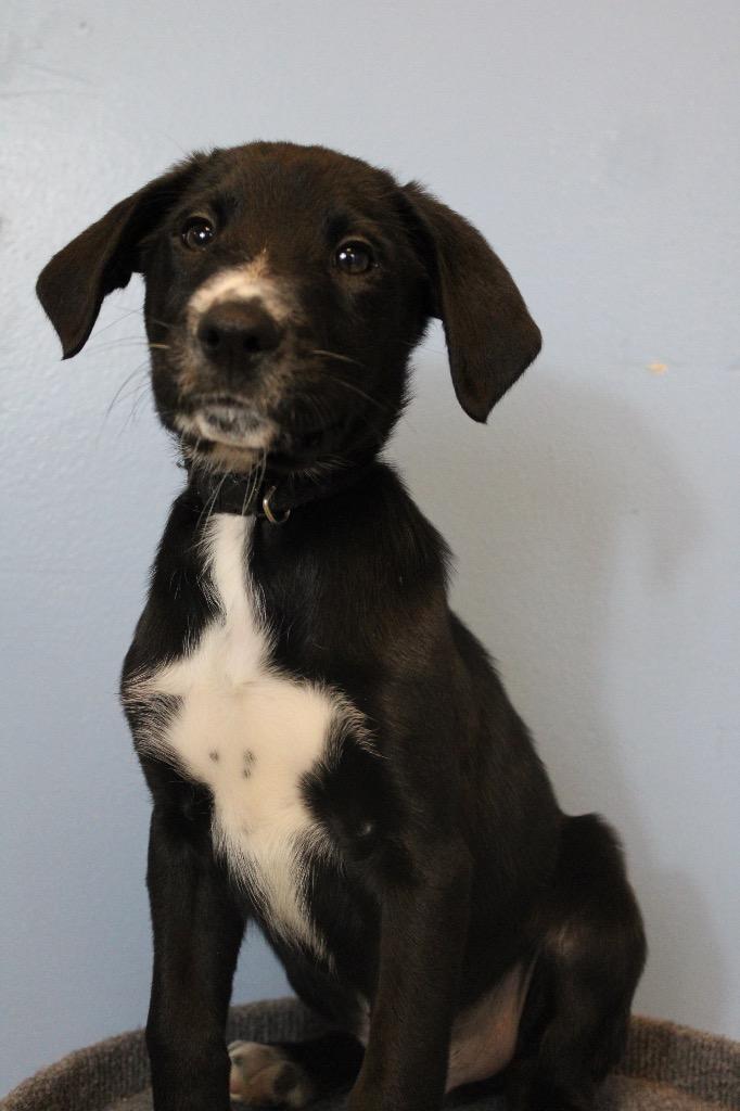 Butler Puppy Black photo 1