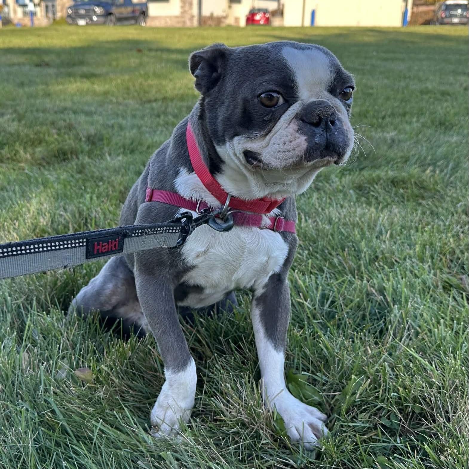 A young small-sized male Boston Terrier dog named Blu for adoption in Hartland, WI