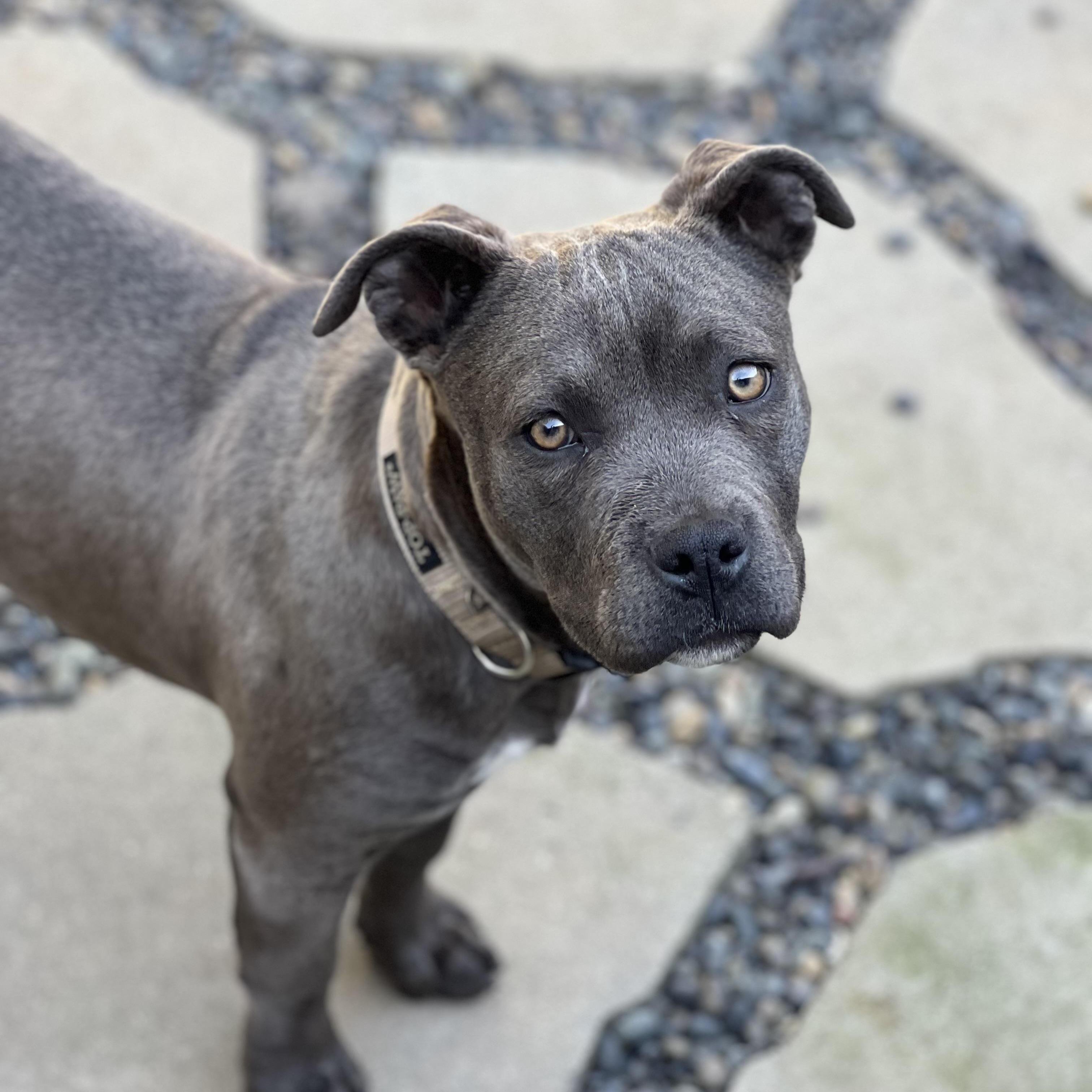 Havana~ Bluenosed Xl Bully