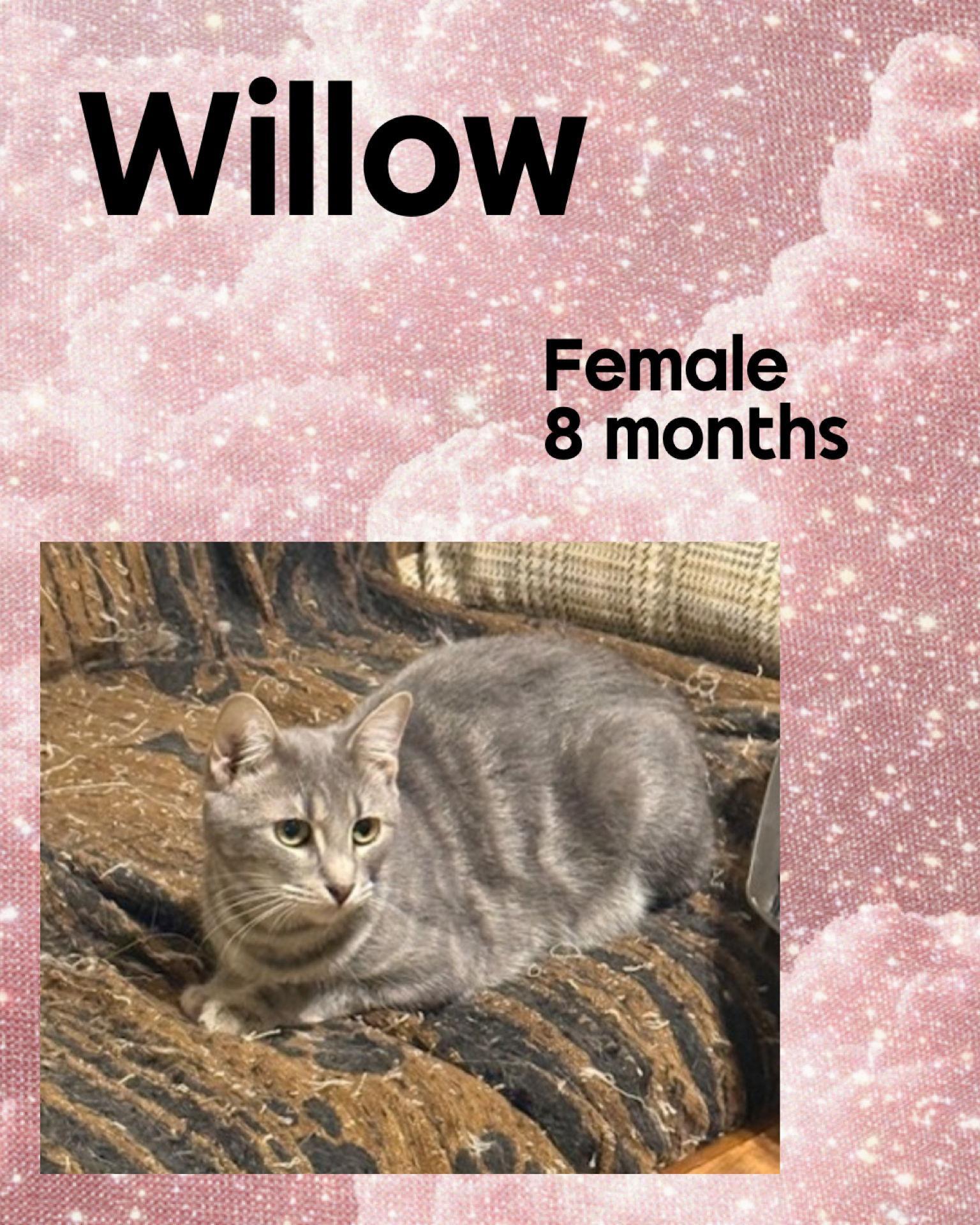 Willow