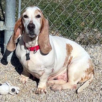 An adult medium-sized female Basset Hound dog named Carolina for adoption in Mays Landing, NJ