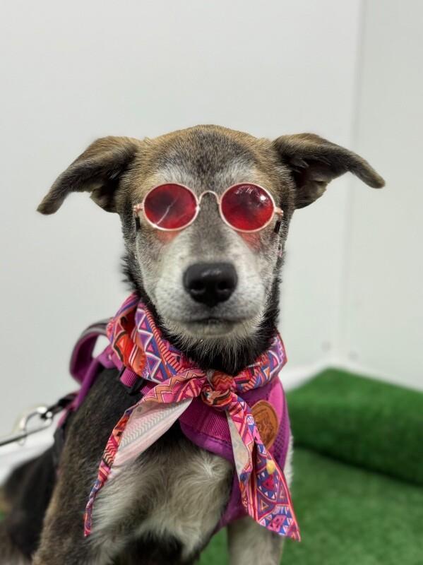 A baby medium-sized female Gray / Blue / Silver Shepherd dog named Betsy for adoption in Carlsbad, CA