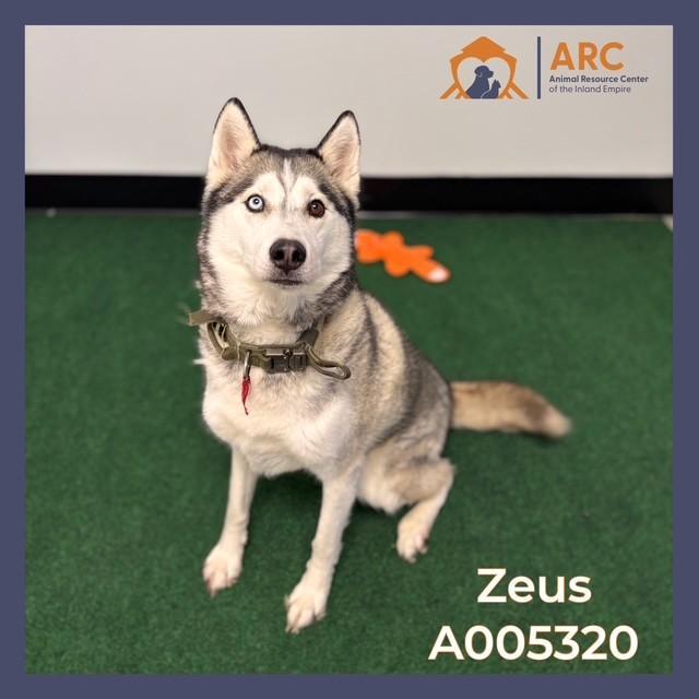 Zeus