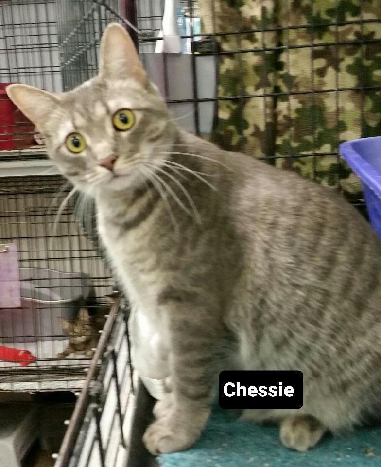 Chessie