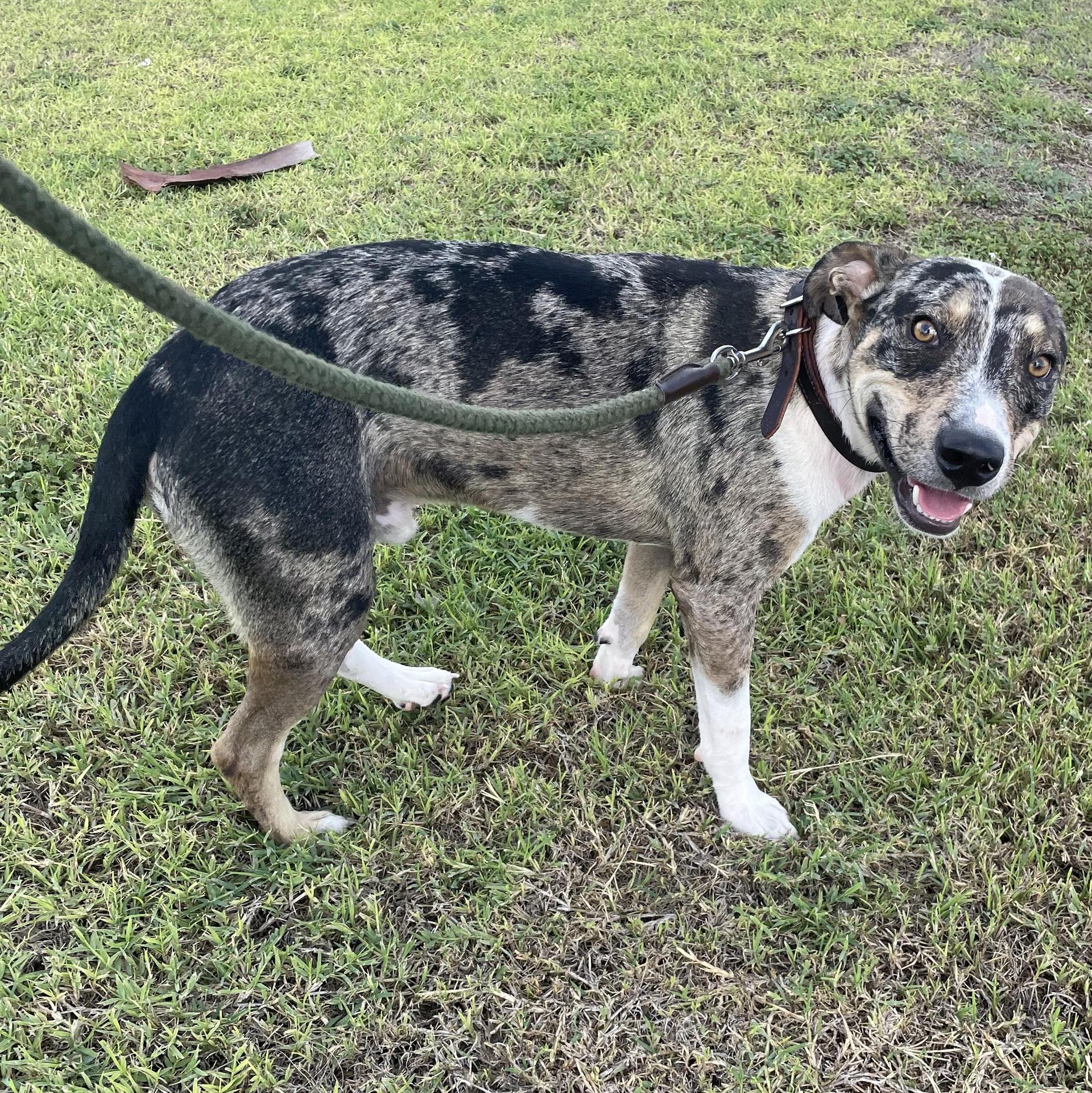 A young medium-sized male Catahoula Leopard Dog dog named Patches for adoption in Harlingen, TX