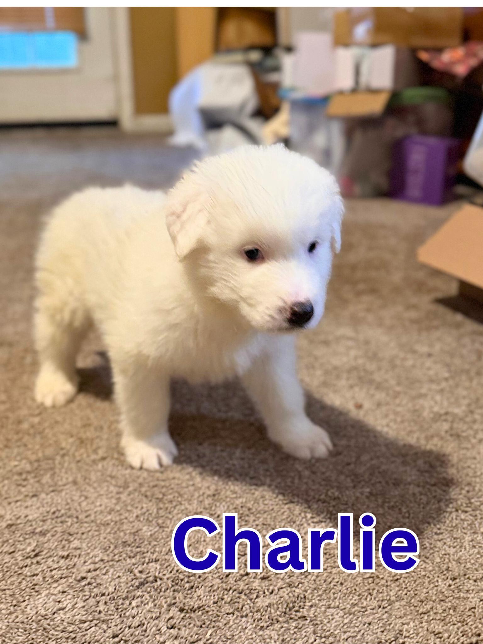 Charlie
