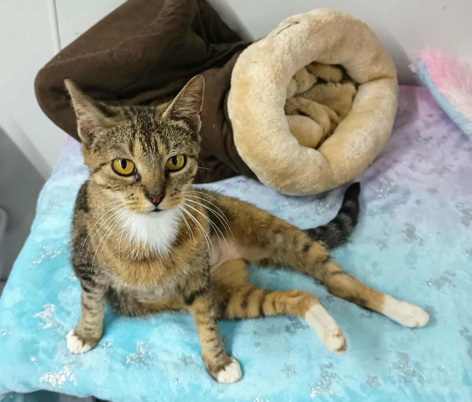 Sadie Adult Female Tabby