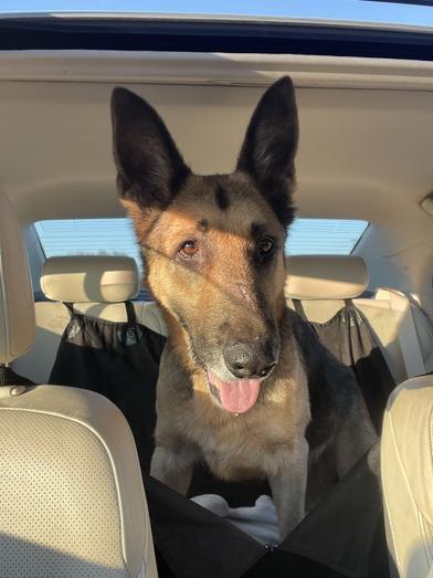 An adult large-sized male Black German Shepherd Dog dog named Max for adoption in Liverpool, TX