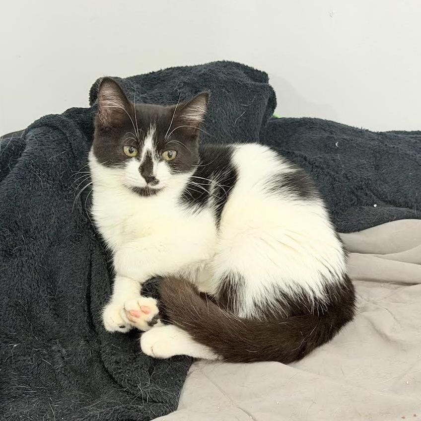 A baby small-sized female Black & White / Tuxedo Domestic Short Hair cat named Moomoo for adoption in Miami, FL