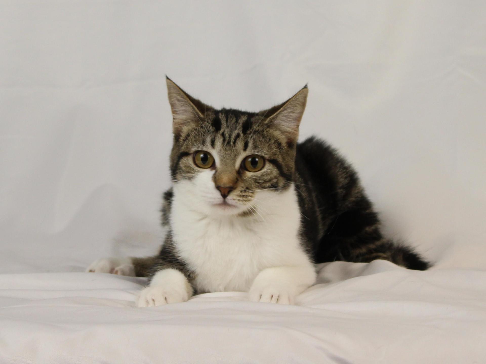 A baby medium-sized female White Domestic Short Hair cat named Zoe for adoption in Tuscaloosa, AL