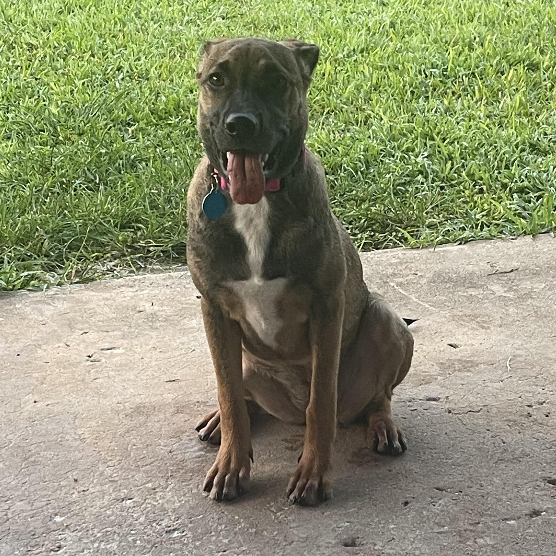 A young medium-sized female Golden German Shepherd Dog dog named Xena for adoption in Houston, TX